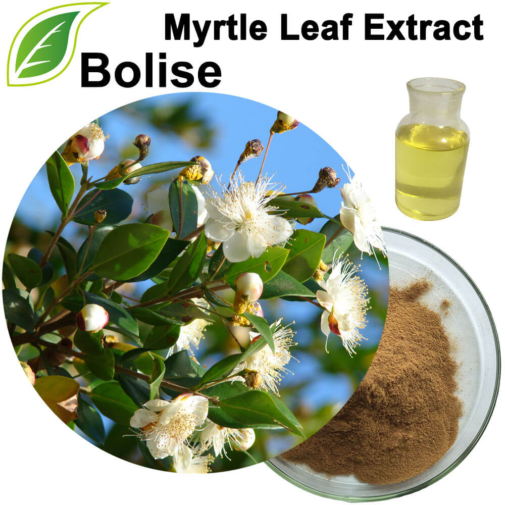 Myrtle Leaf Extract (Mahalagang langis)