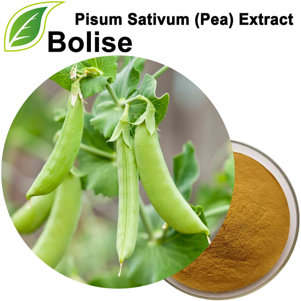 Pisum Sativum (noxud) ekstraktı