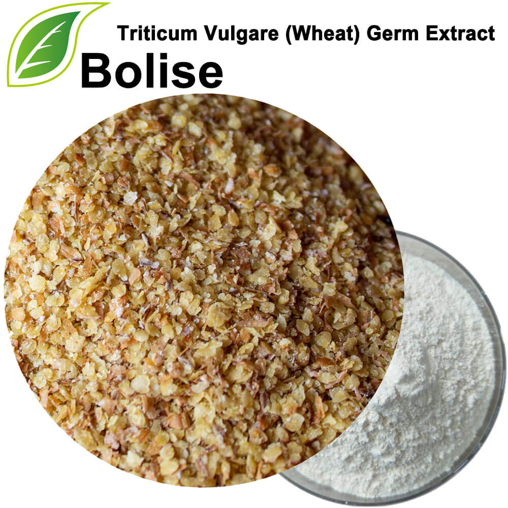 Triticum Vulgare (Wheat) Germ Extract