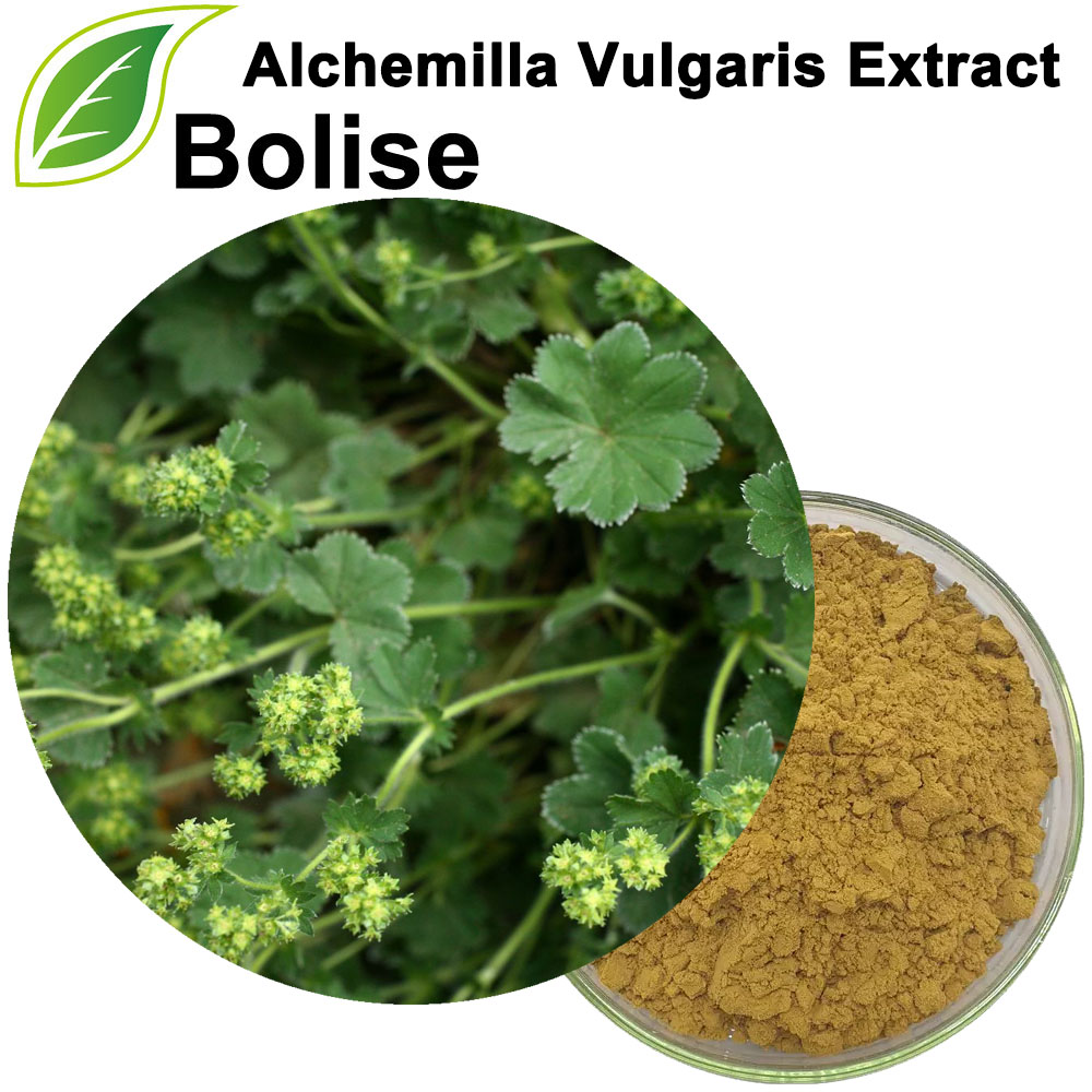 Ekstrakt Alchemilla Vulgaris