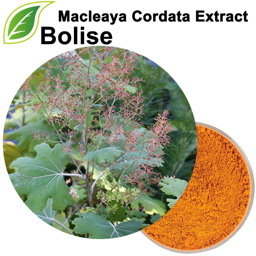 Macleaya Cordata քաղվածք