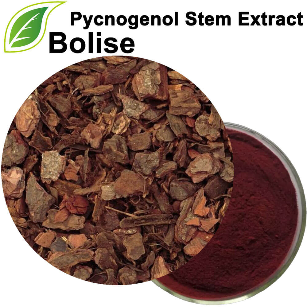 Pycnogenol Stem Extract