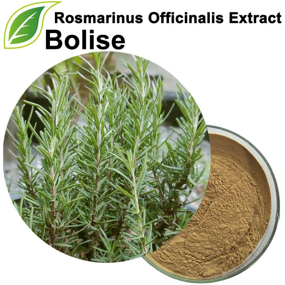 Extrakt z Rosmarinus Officinalis