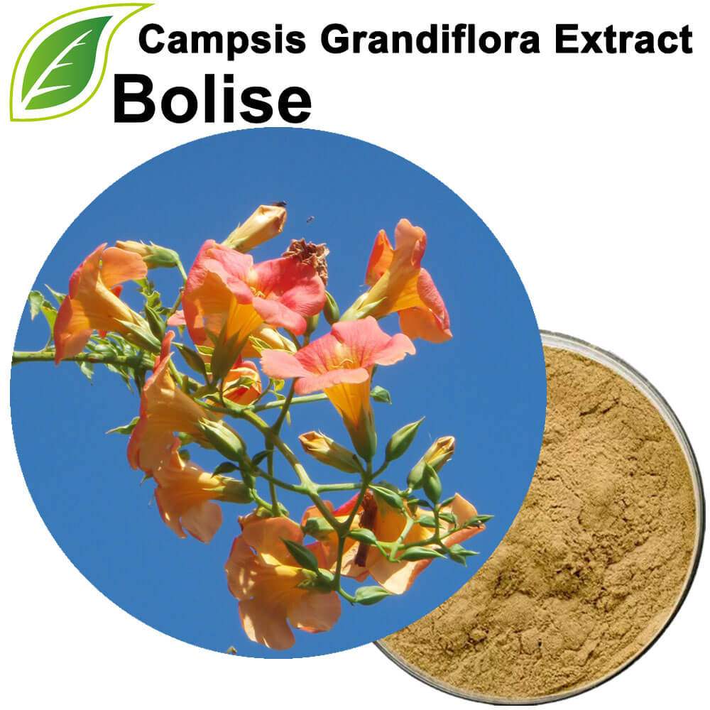 Sliocht Campsis Grandiflora