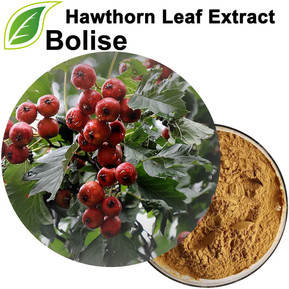 Hawthorn Leaf Extract