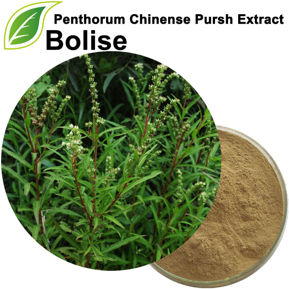 Екстракт от Penthorum Chinense Pursh