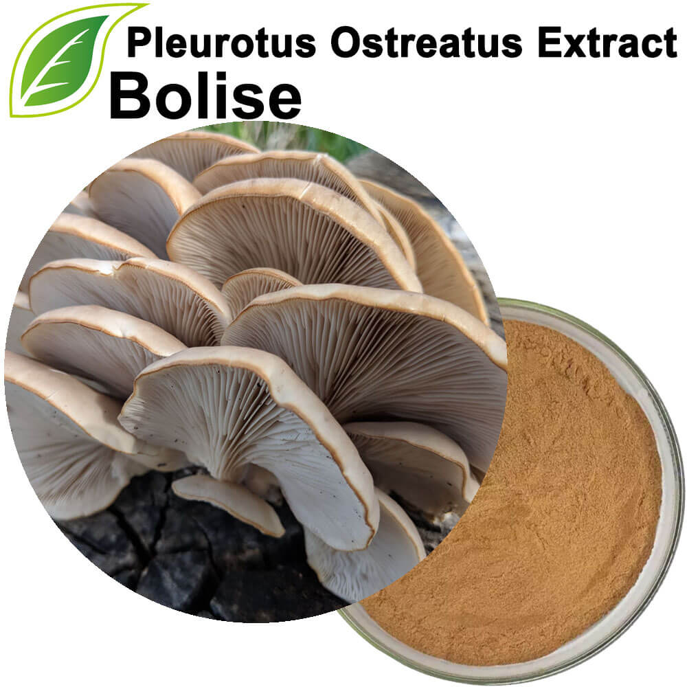 תמצית פטריית צדפה (Pleurotus Ostreatus).