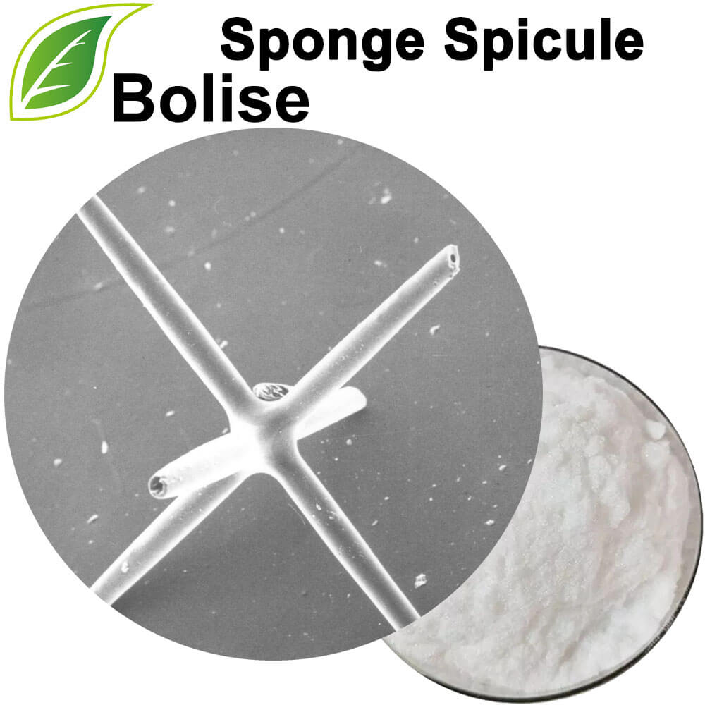 Sponge Spicule