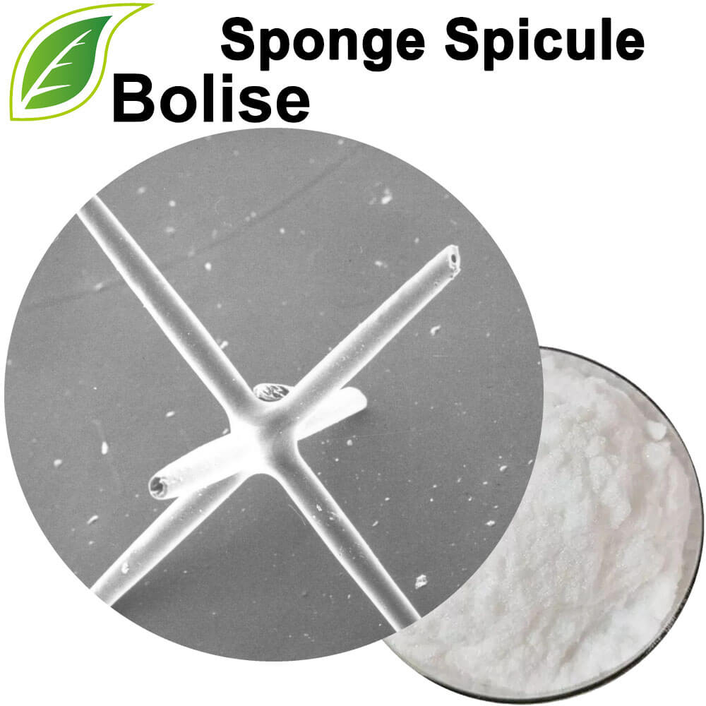 Spons Spicule