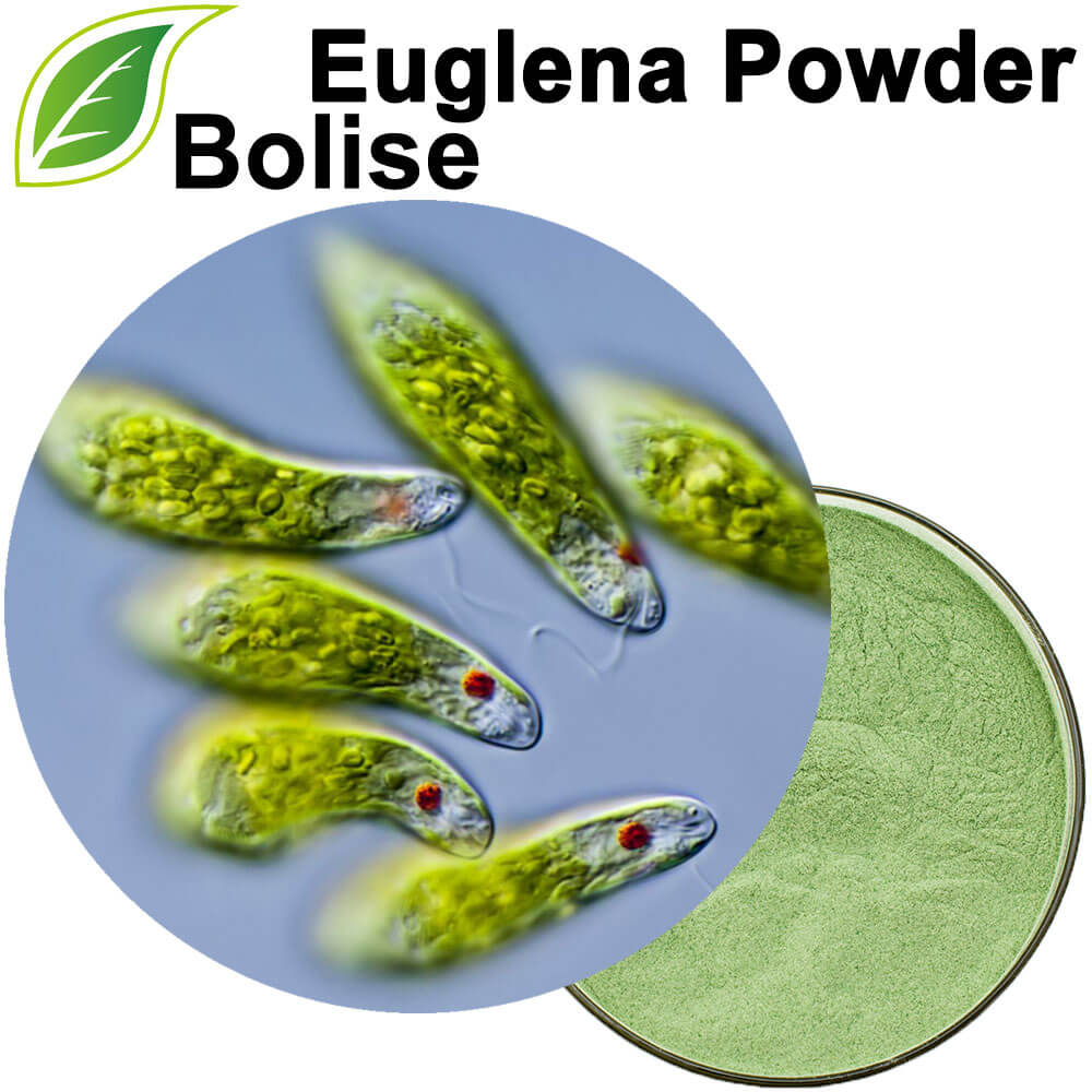 Euglena-jauhe