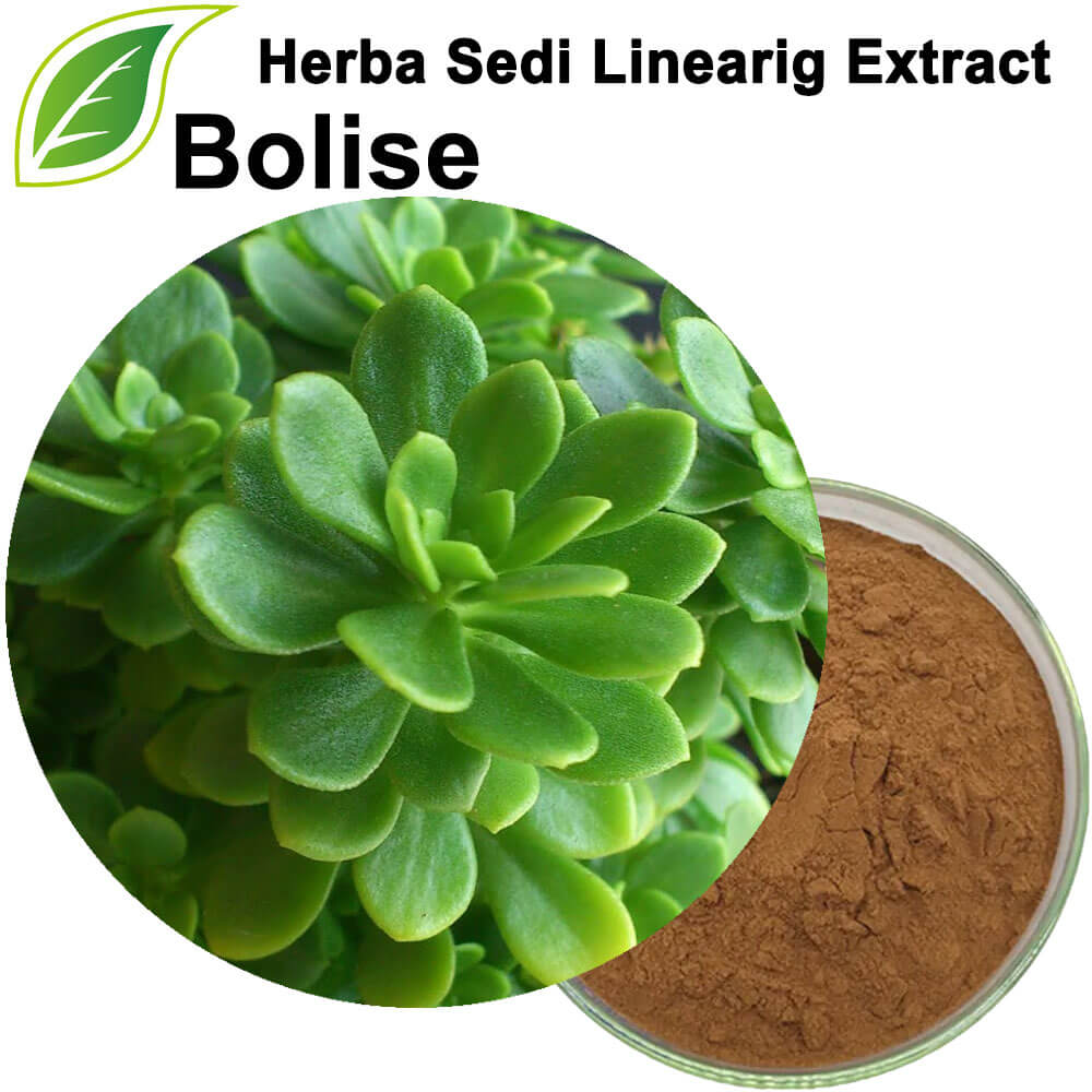 Herba Sedi Linearig Extract