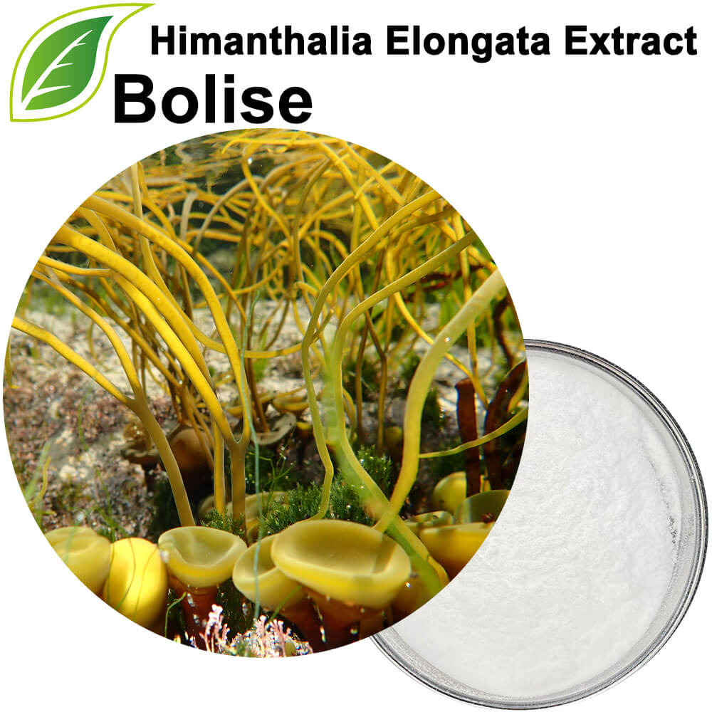 Himanthalia Elongata Extract