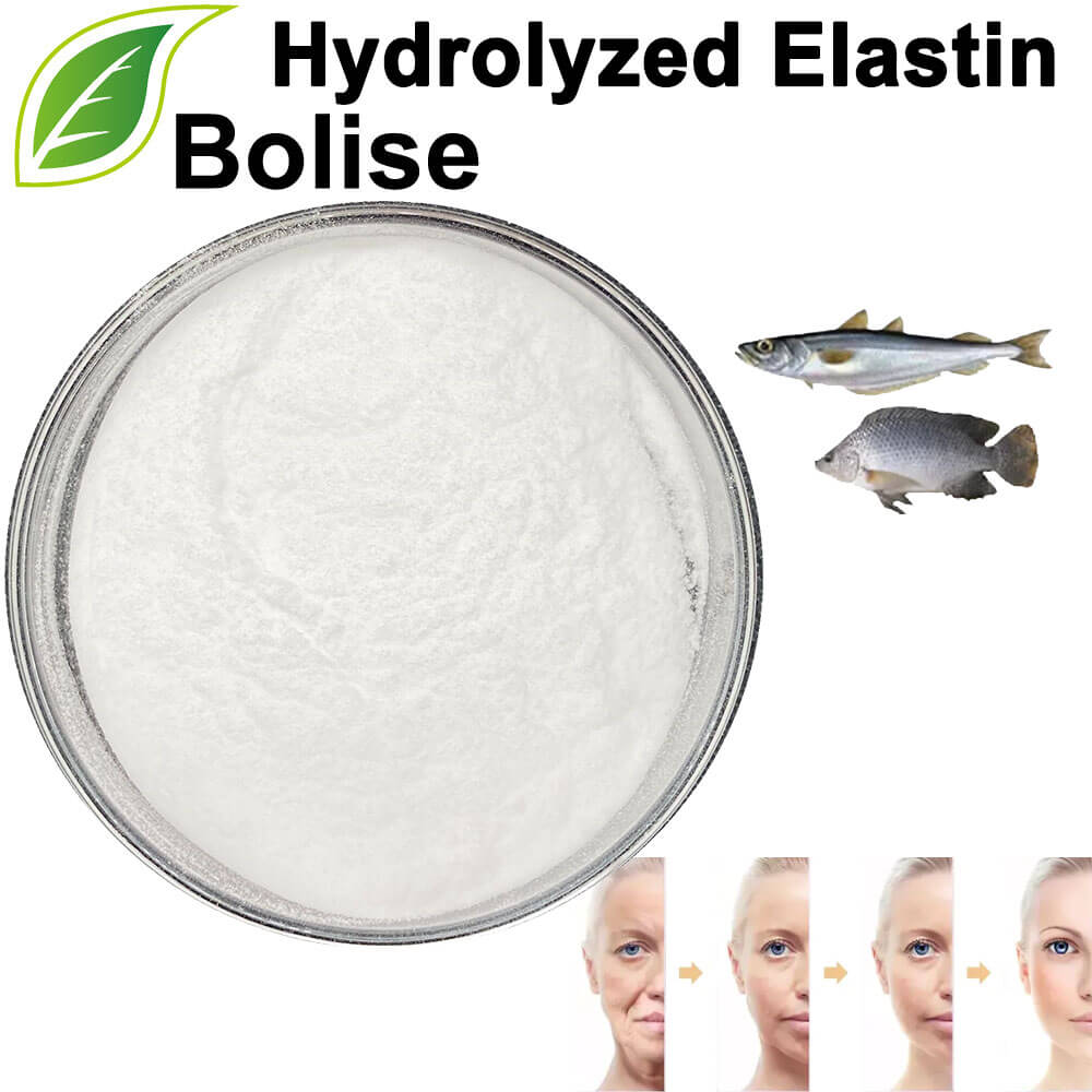 Élastine hydrolysée (collagène marin)