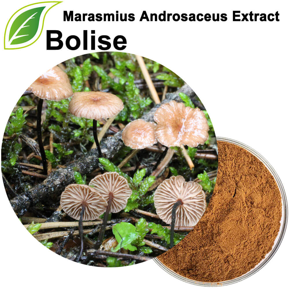 Ekstrak Marasmius Androsaceus