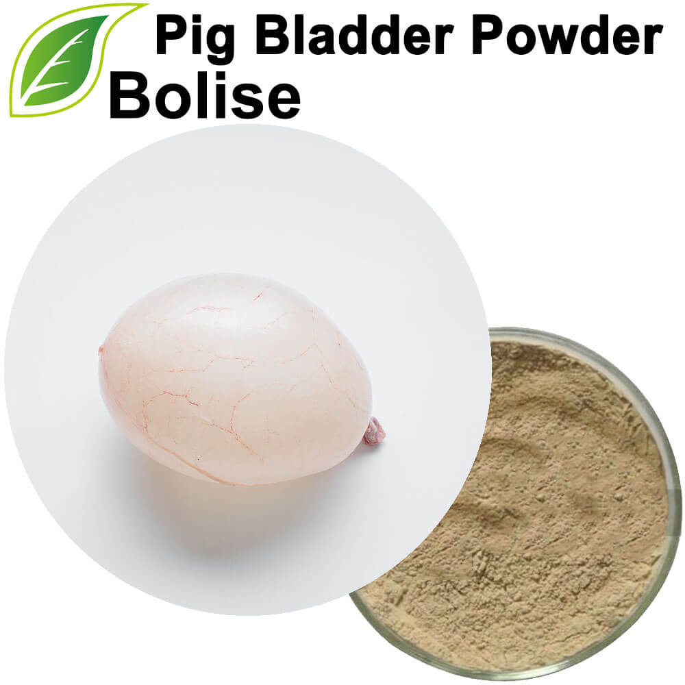 Pig Bladder Powder Pig Bladder Powder