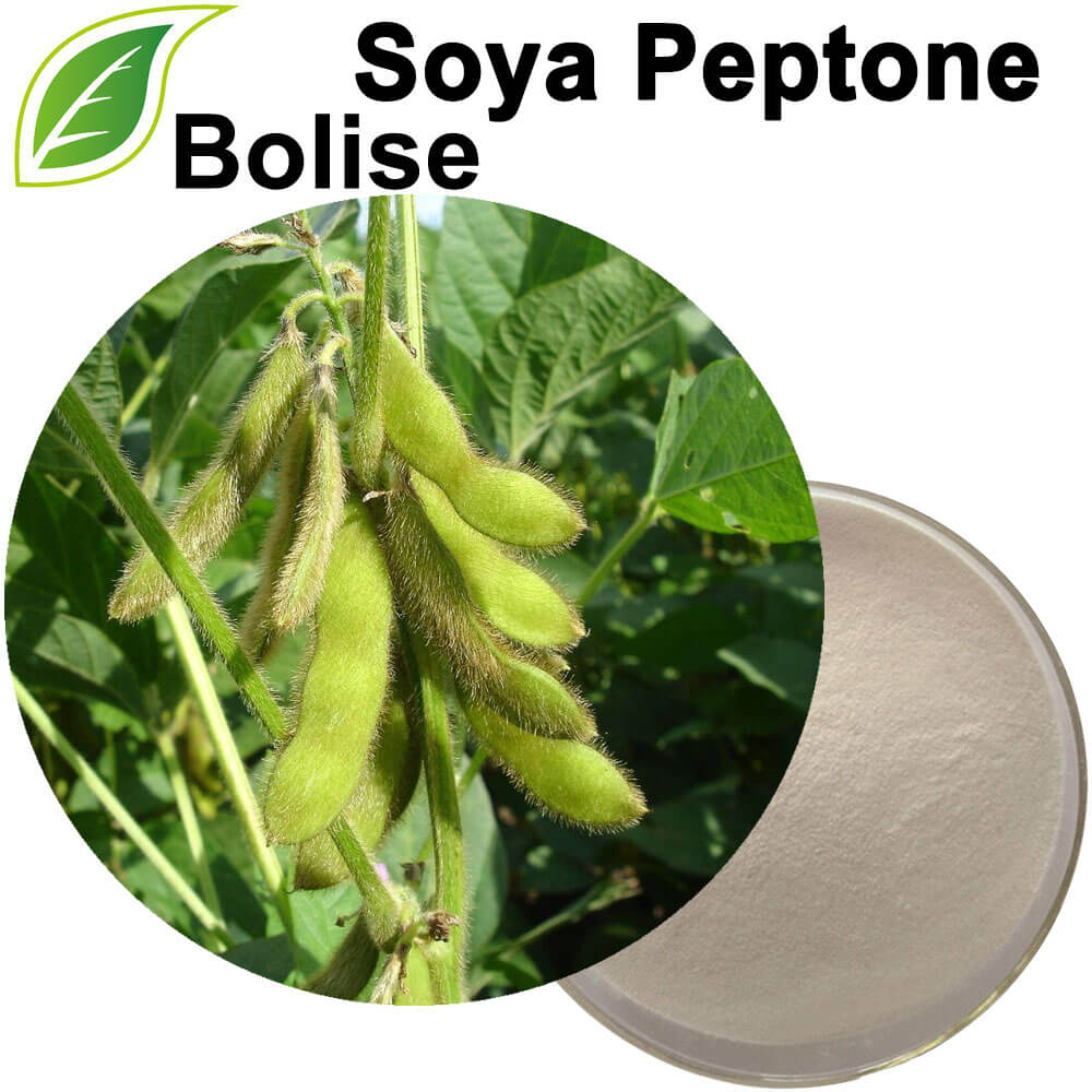 Soya Peptone (Soy Peptone)