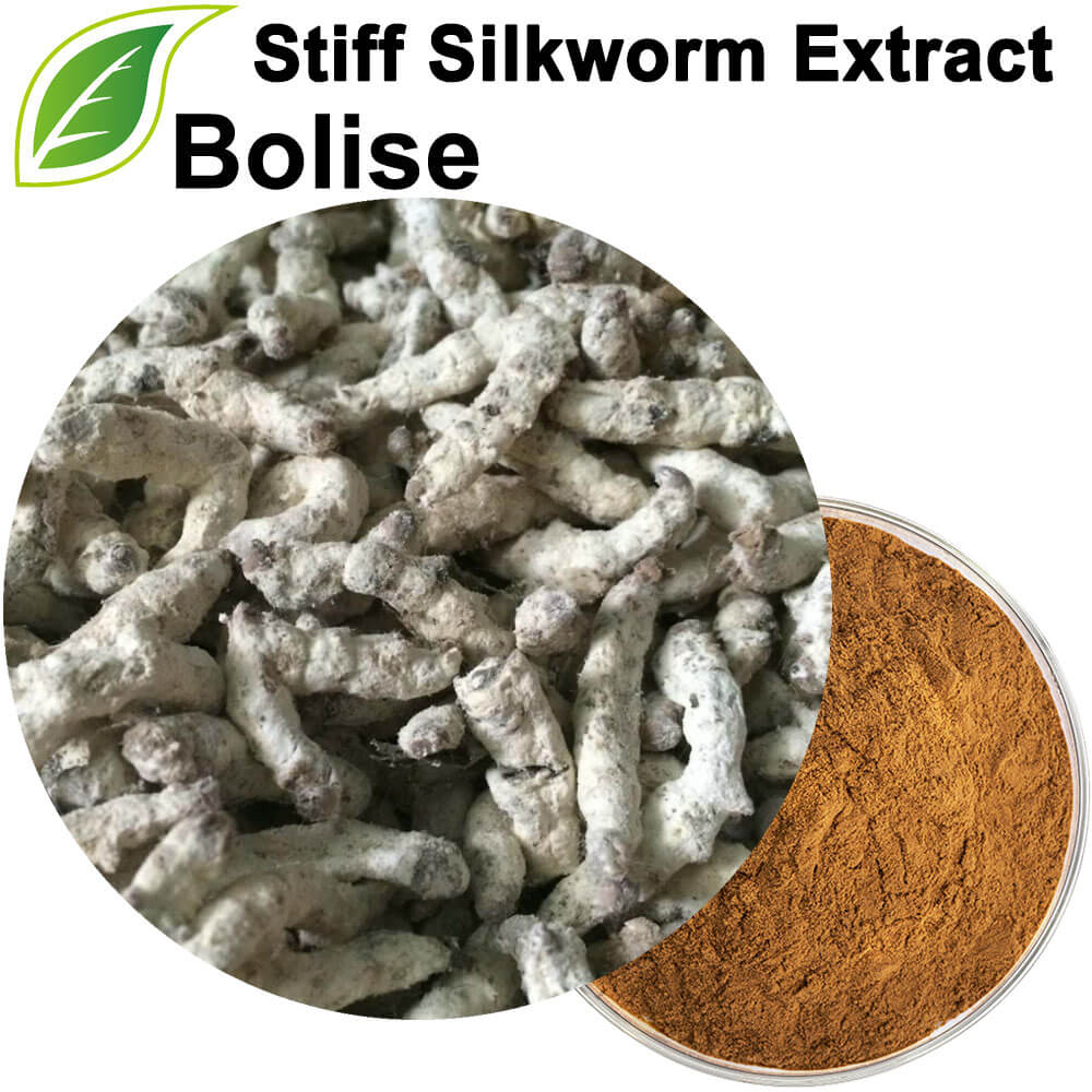 कडा रेशमकीरा एक्स्ट्र्याक्ट (Bombyx Batryticatus Extract)