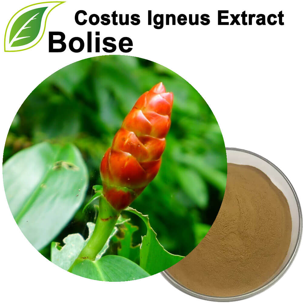 Extracto de Costus Igneus (Extracto de planta de insulina)