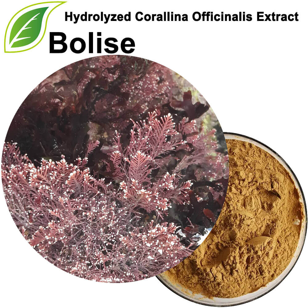 Hydrolyzed Corallina Officinalis Extract (สาหร่าย)