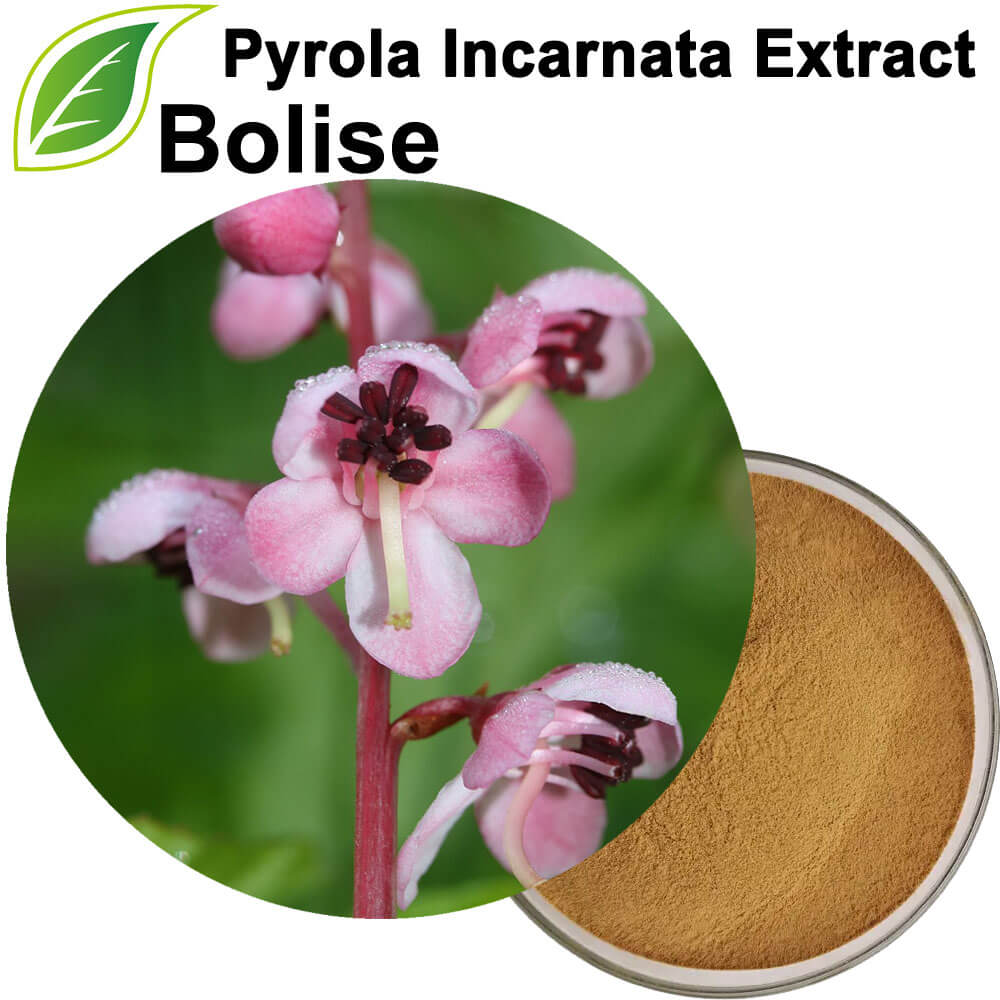 ສານສະກັດຈາກ Pyrola Incarnata