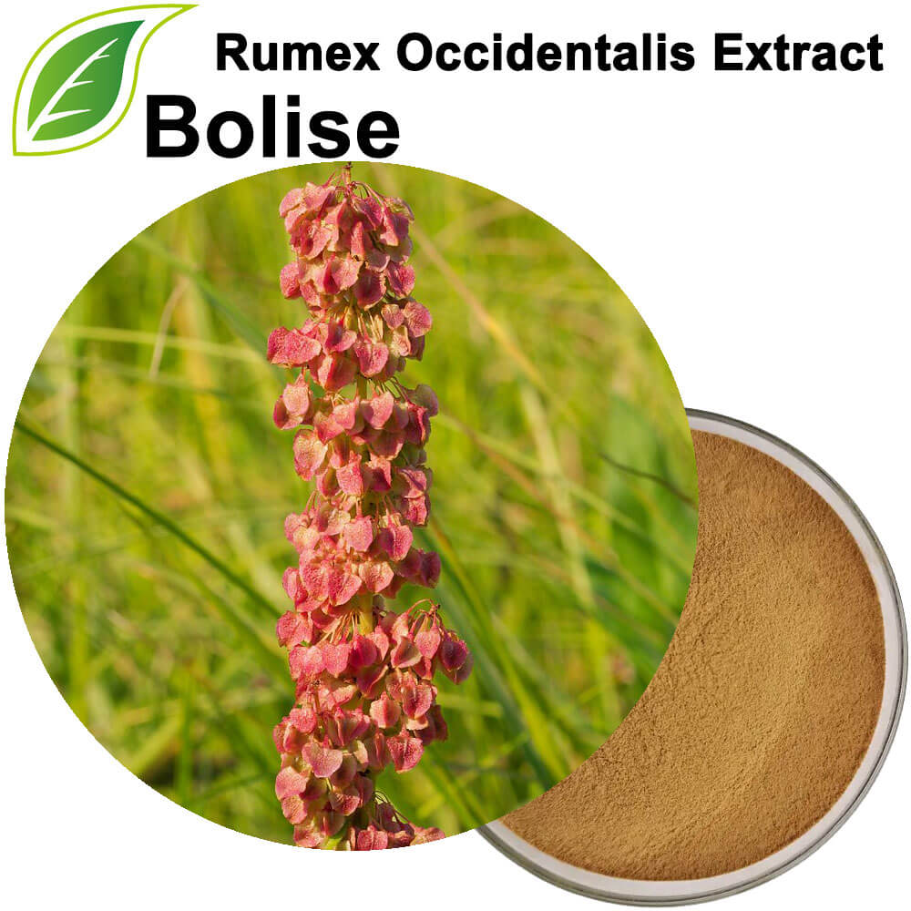 Rumex Occidentalis Extract (Western Dock Extract)