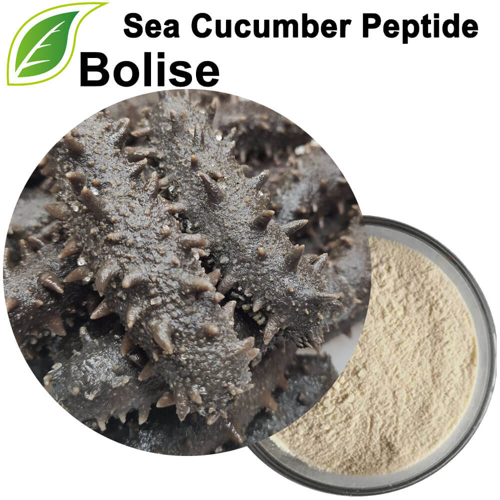 Peptide de concombre de mer