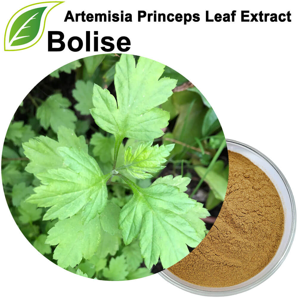 Artemisia Princeps Leaf Extract