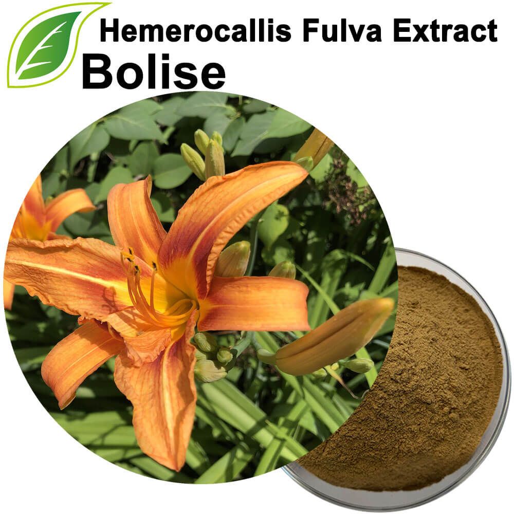 Extrato de Hemerocallis Fulva