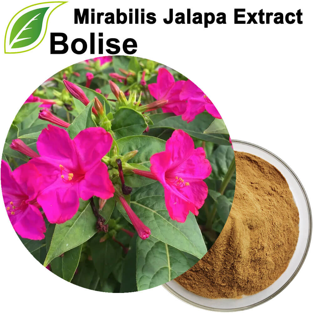 Mirabilis Jalapa-ekstrakt