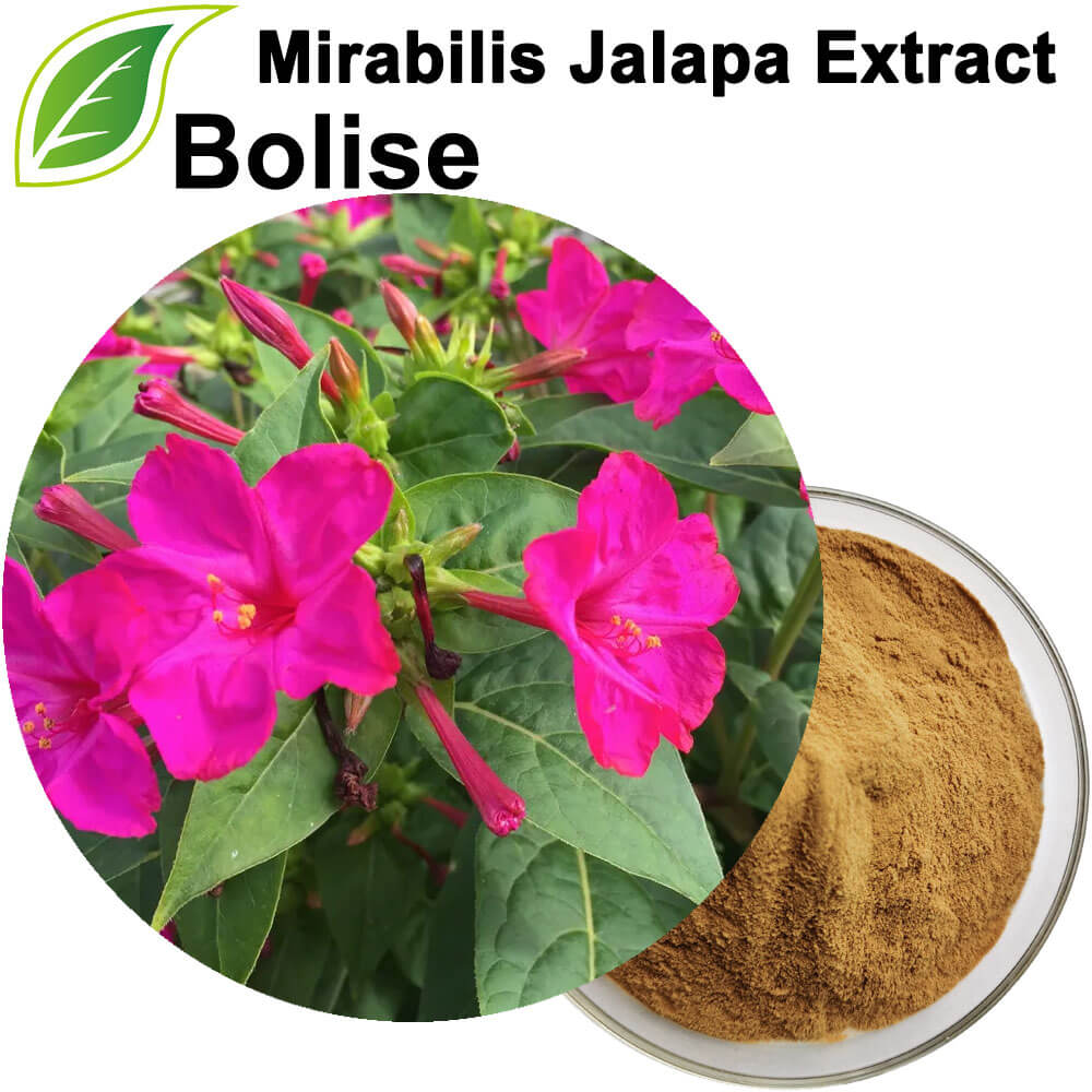 Mirabilis Jalapa ekstrakt