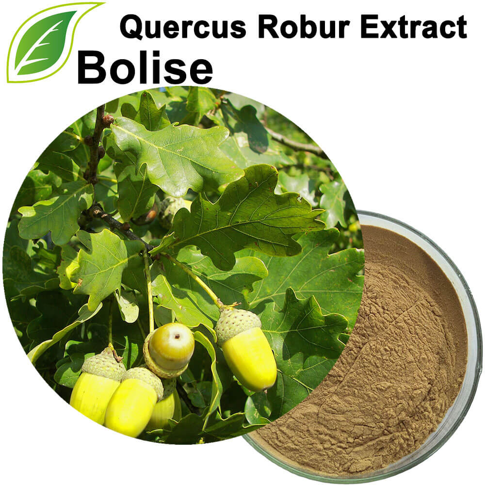 Quercus Robur -uute