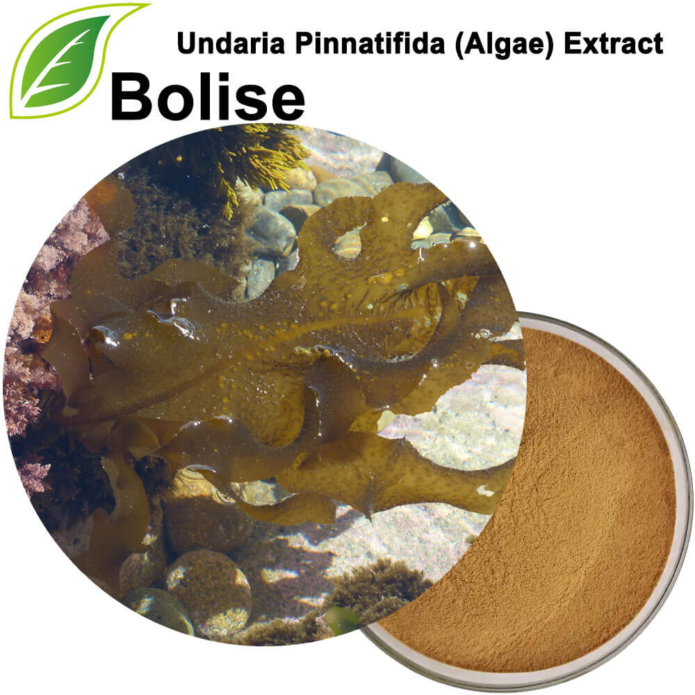 Extrato de Undaria Pinnatifida (Algas)