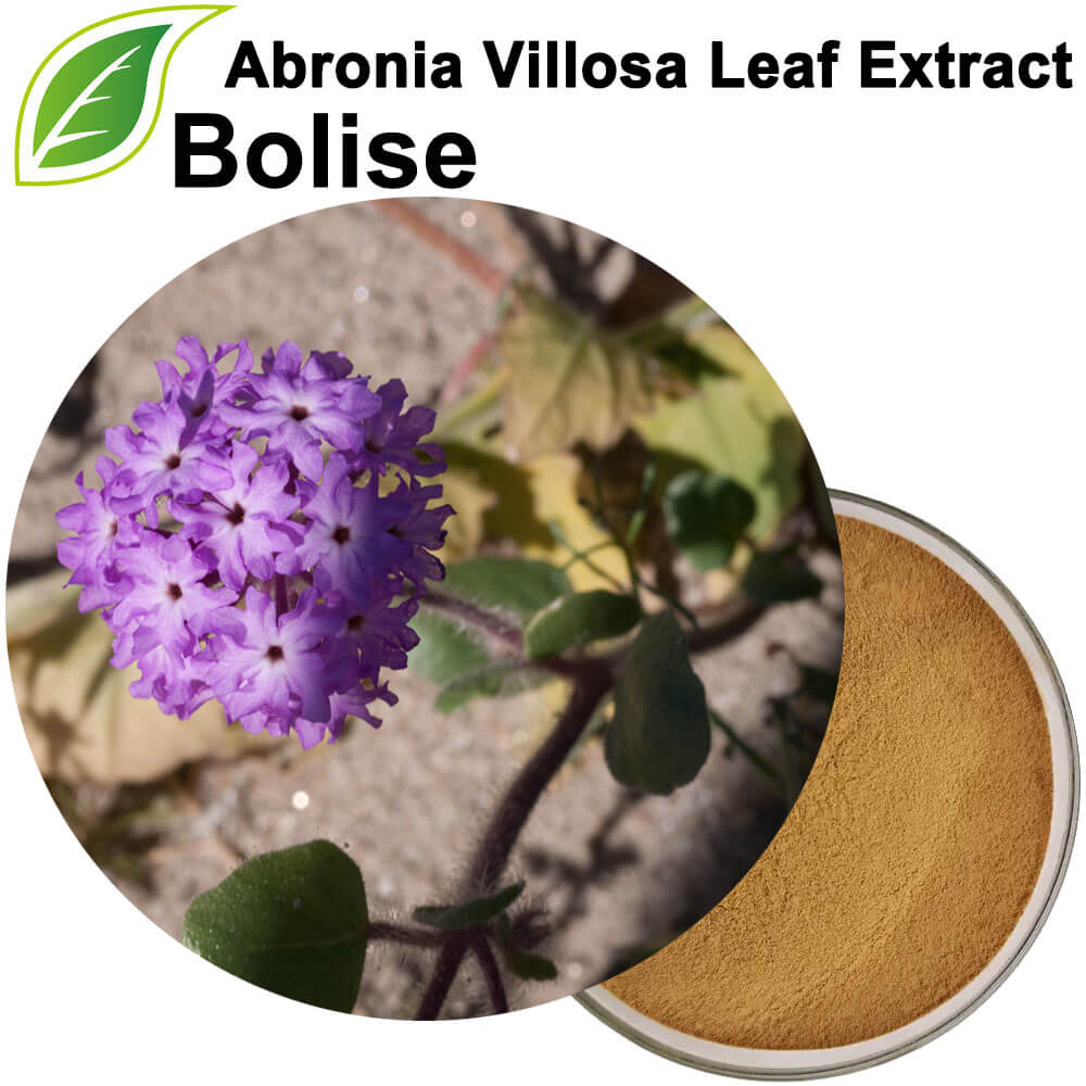 Abronia Villosa Leaf Extract