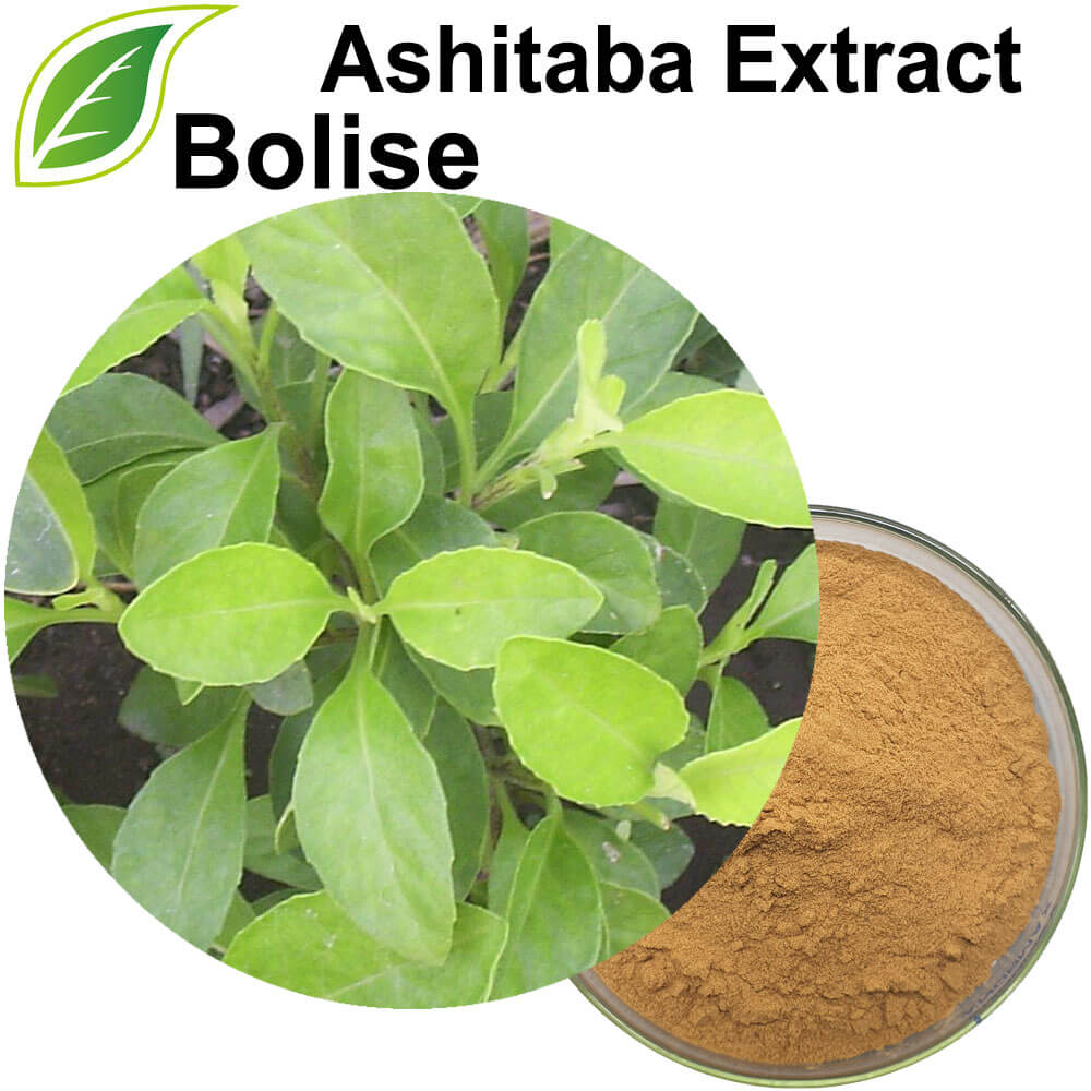 Ashitaba ekstrakt
