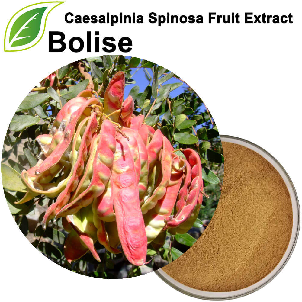 Extrato de fruta Caesalpinia Spinosa