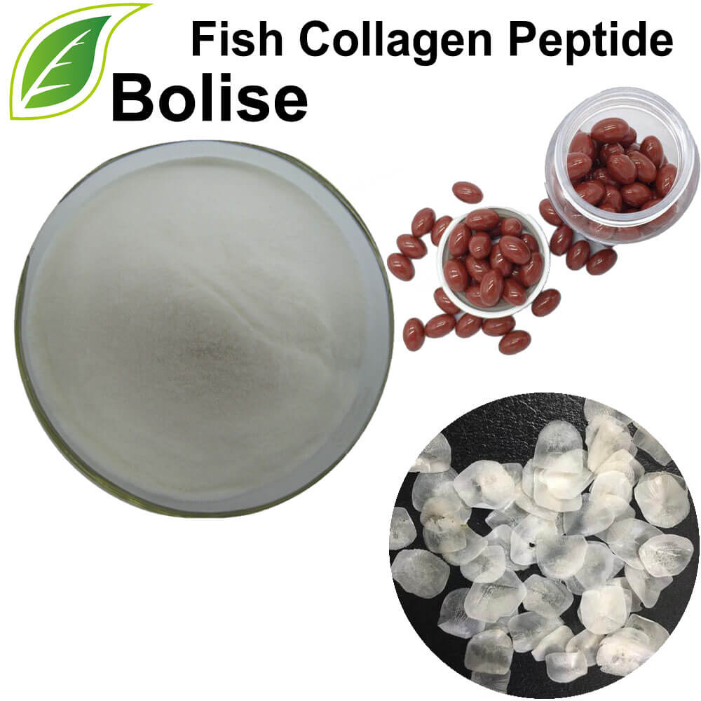Peptida Kolagen Ikan
