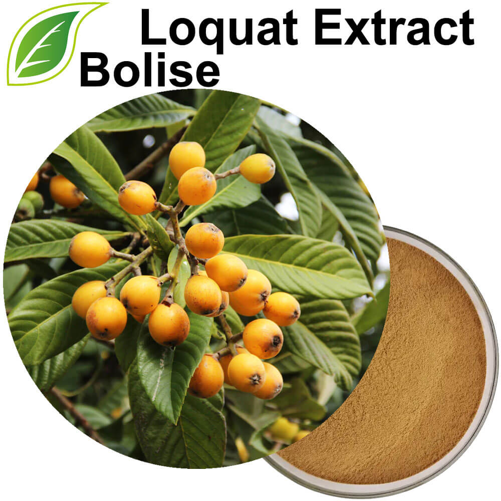 Loquat izvleček