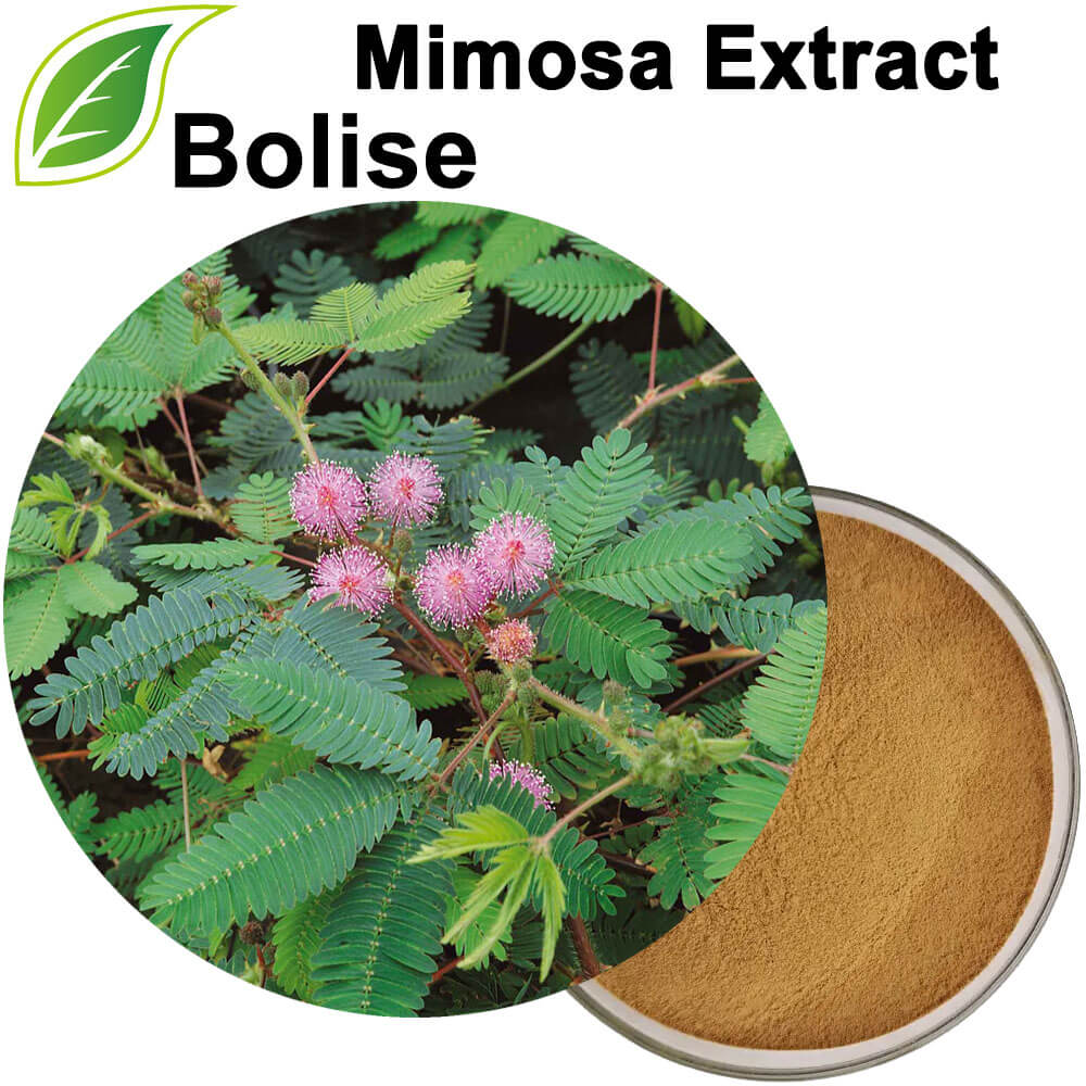 Extract ng Mimosa