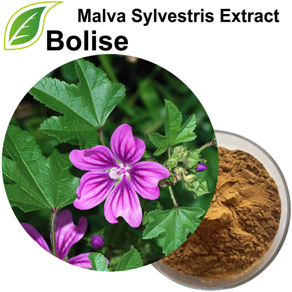 Dondoo ya Malva Sylvestris (Mallow)