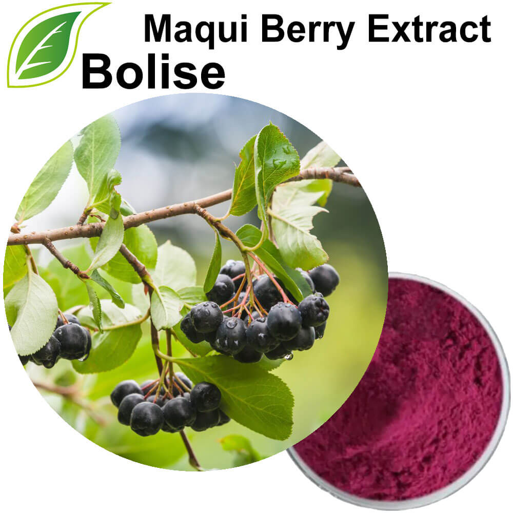 Ekstrak Berry Maqui