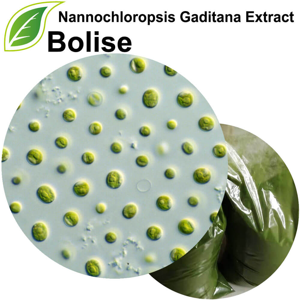 Izvleček Nannochloropsis Gaditana