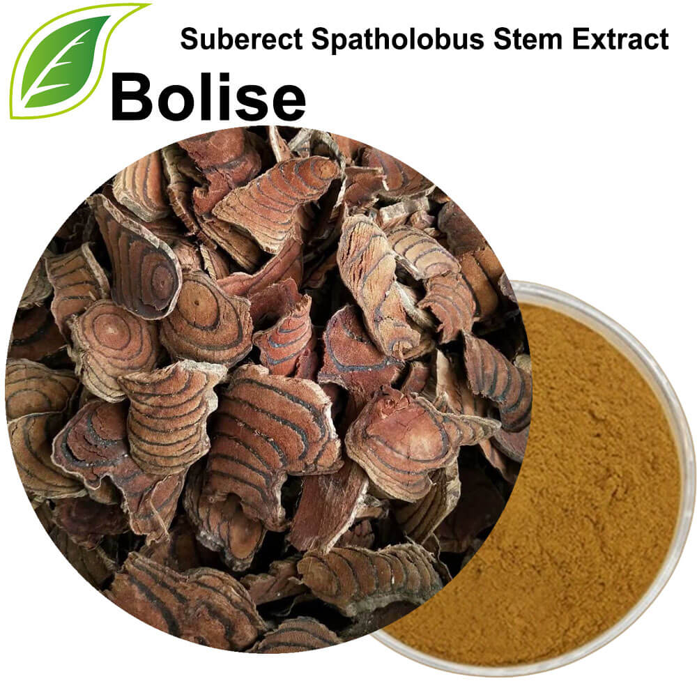 Suberect Spatholobus Stem Extract