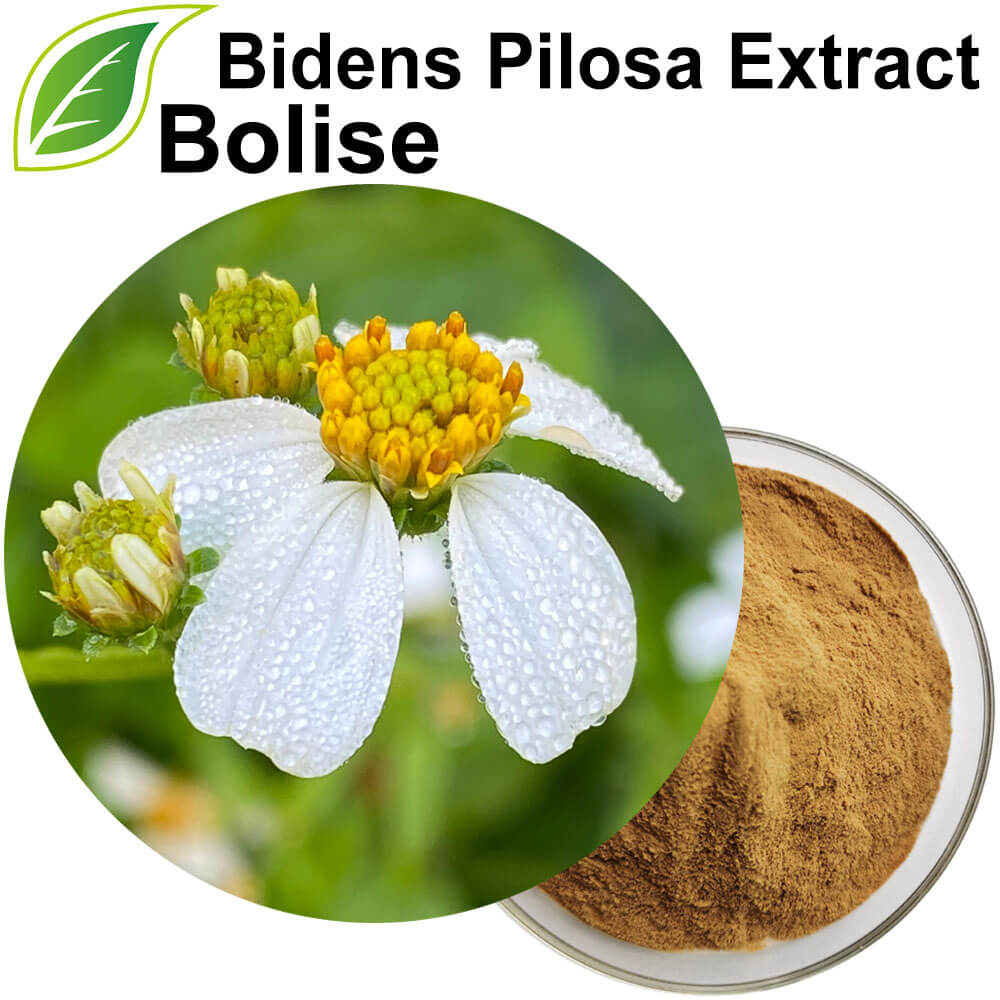 Bidens Pilosa 추출물