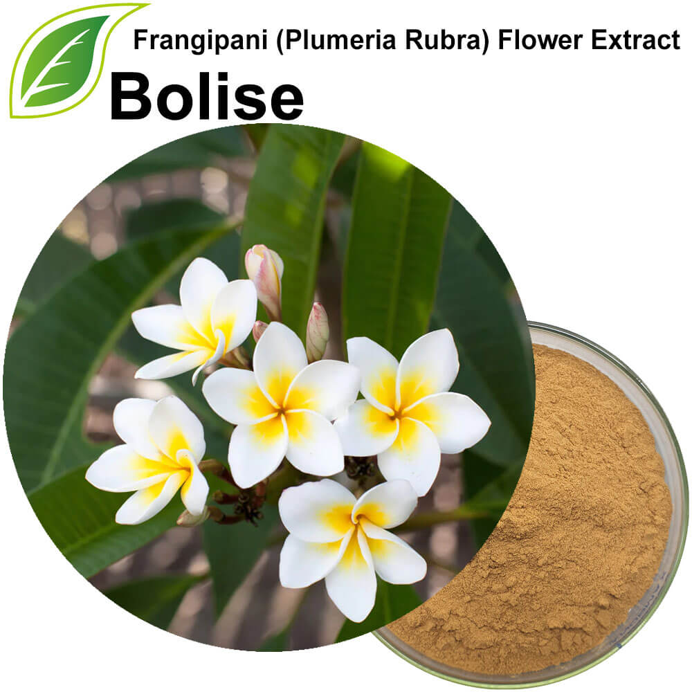 Frangipani (प्लुमेरिया रुबरा) फूल निकासी