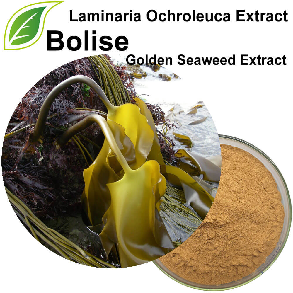 Ekstrak Laminaria Ochroleuca (Golden Seaweed).