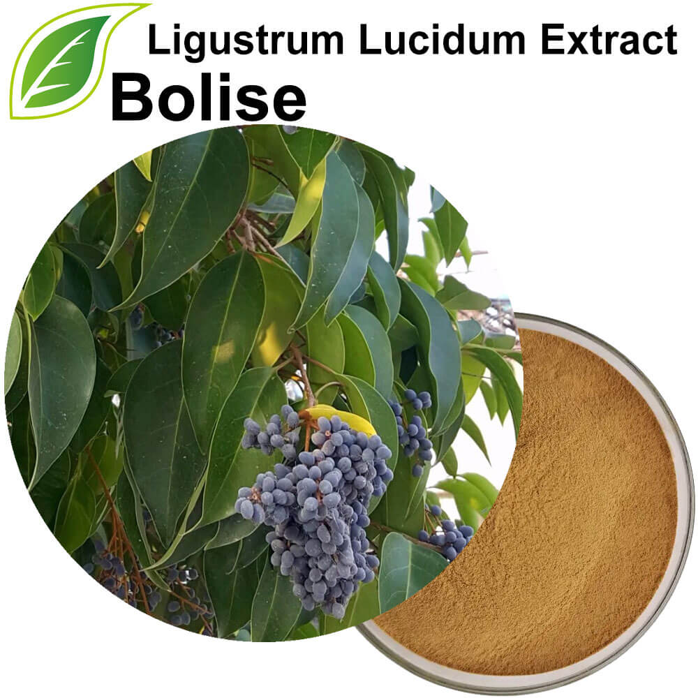 استخراج Ligustrum Lucidum