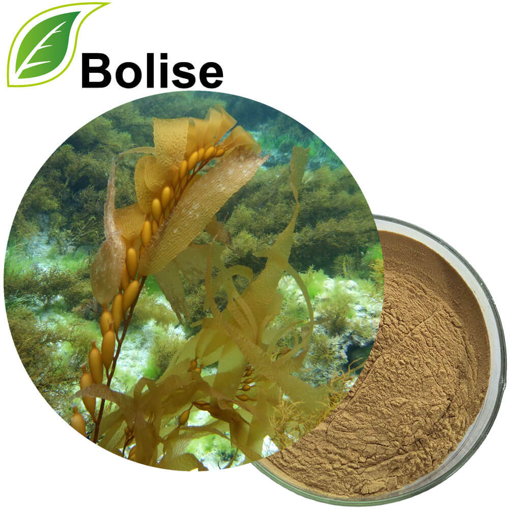 Macrocystis Pyrifera (Kelp) Extract