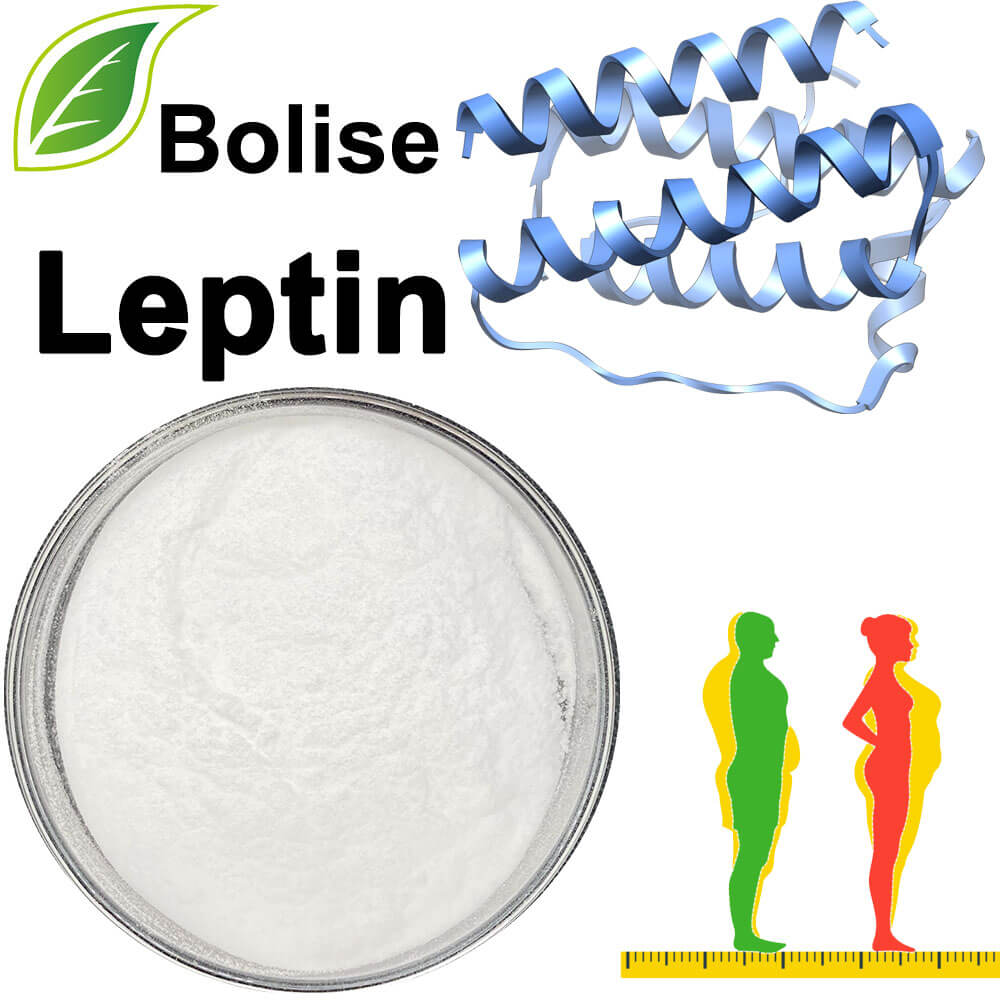 Leptin