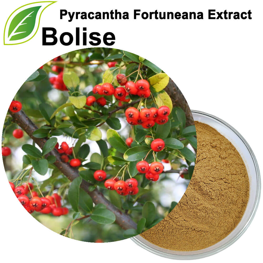 Pyracantha Fortuneana ekstrakt