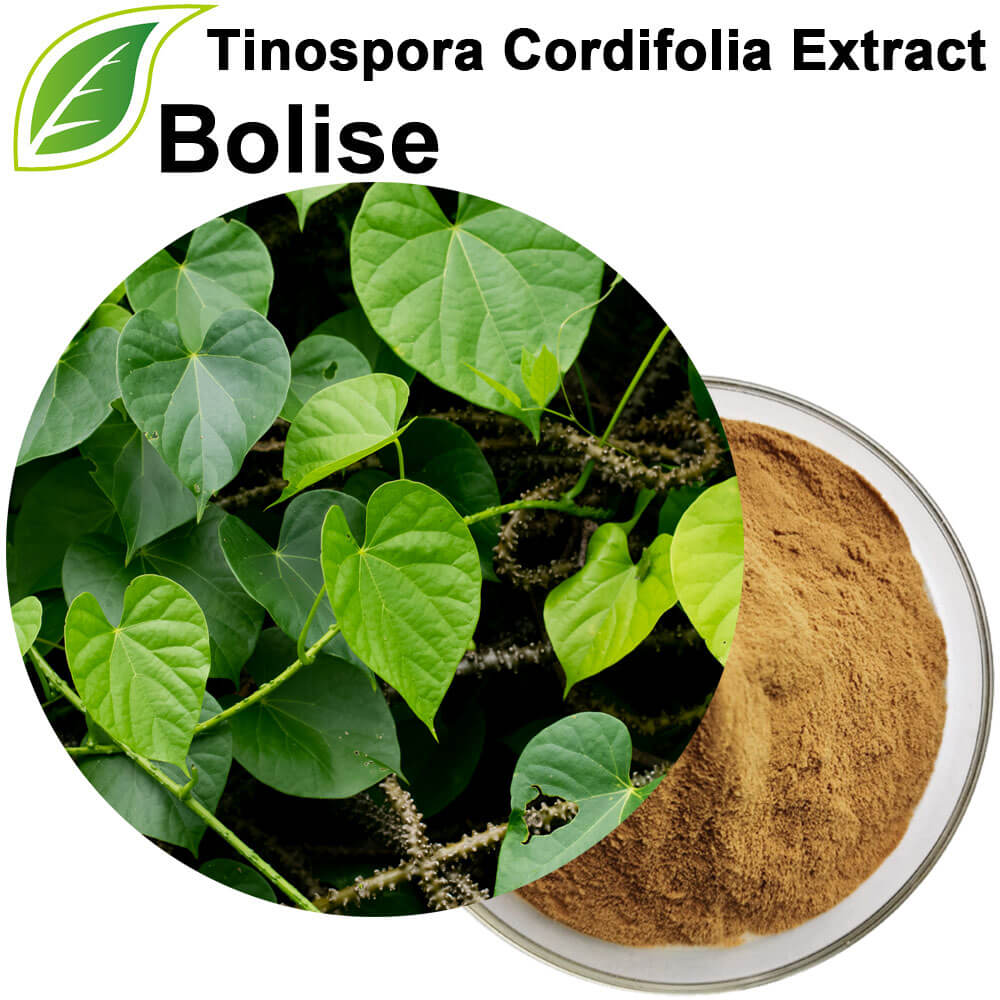 Tinospora Cordifolia Extract
